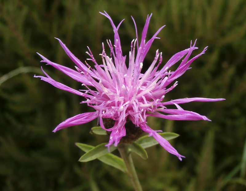 Centaurea nigra rivularis.02