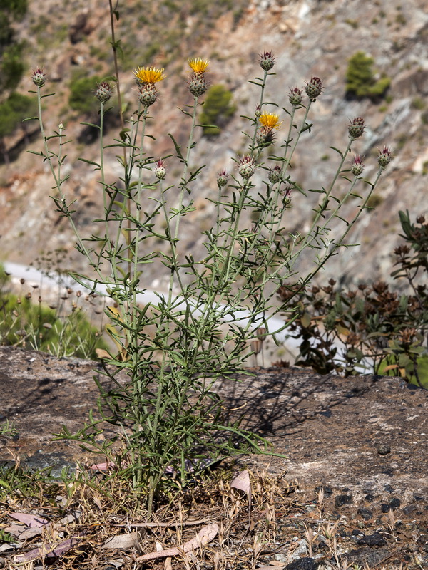 Centaurea ornata.04