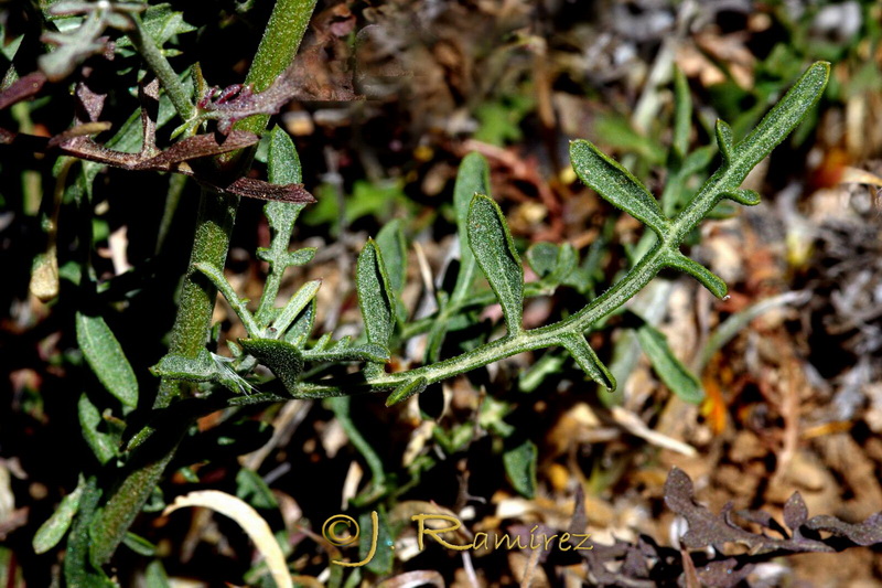 Centaurea ornata.09