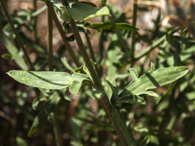 Centaurea ornata.11