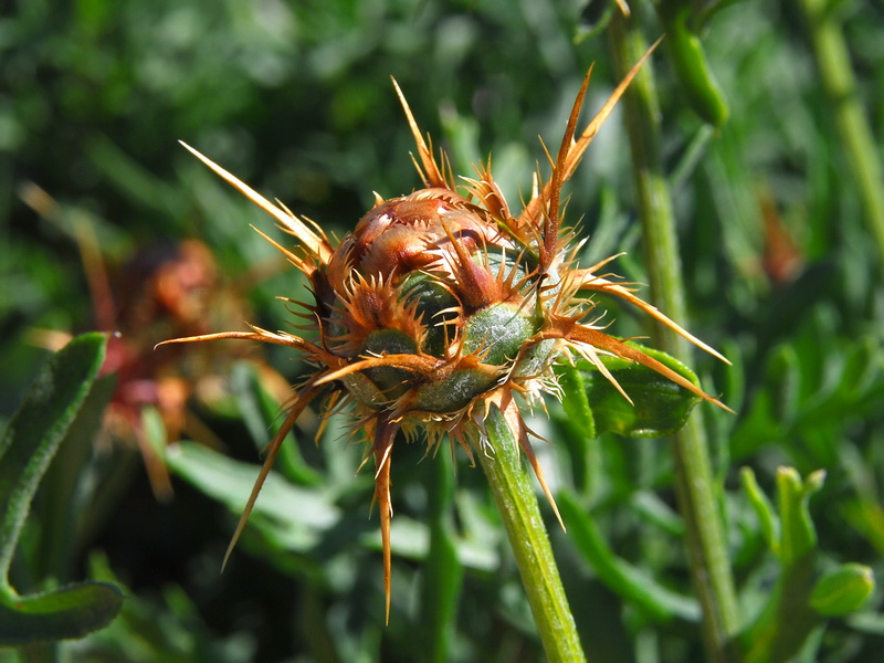 Centaurea ornata.13