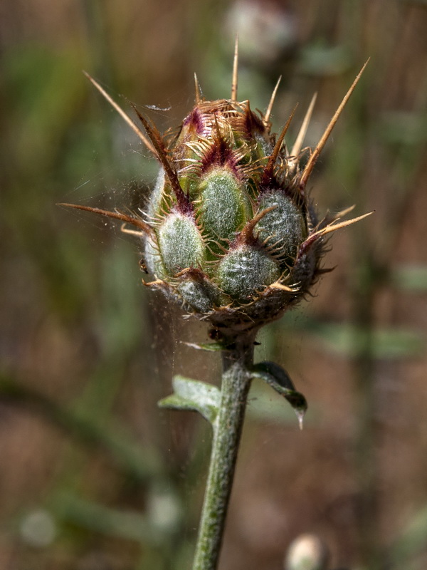 Centaurea ornata.14