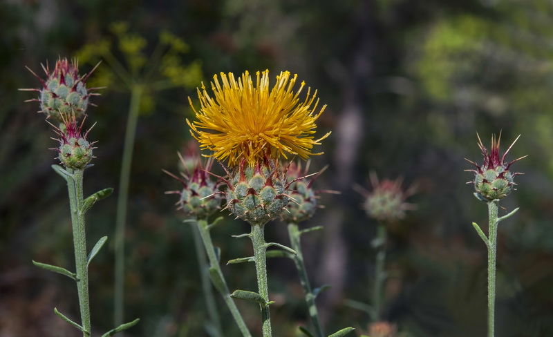 Centaurea ornata.15