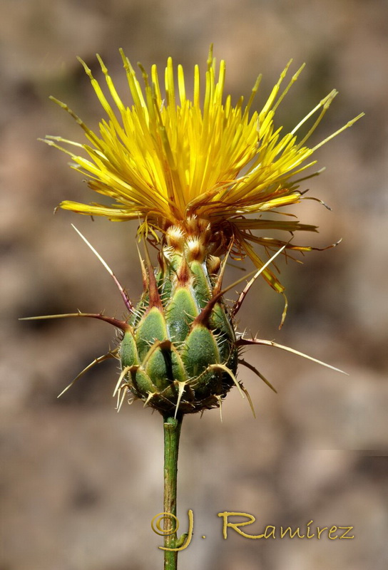 Centaurea ornata.21