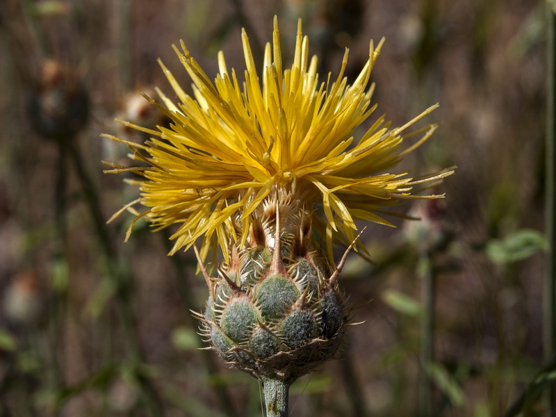 Centaurea ornata.22