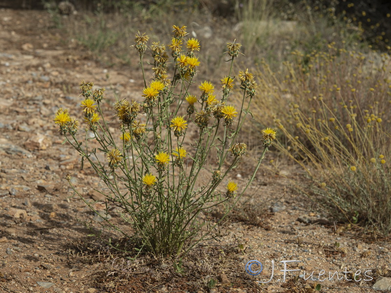 Centaurea ornata.07