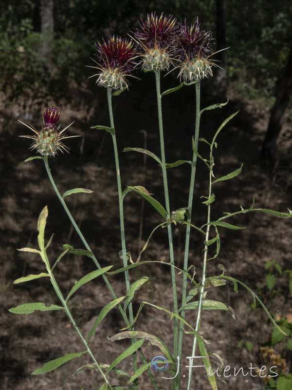 Centaurea ornata.25