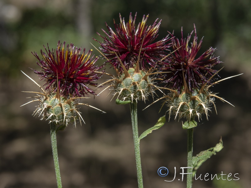 Centaurea ornata.19