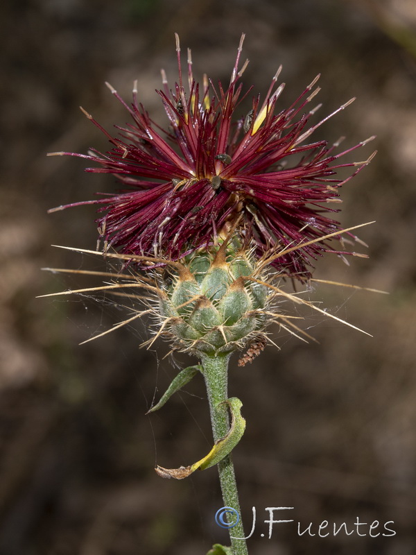 Centaurea ornata.23