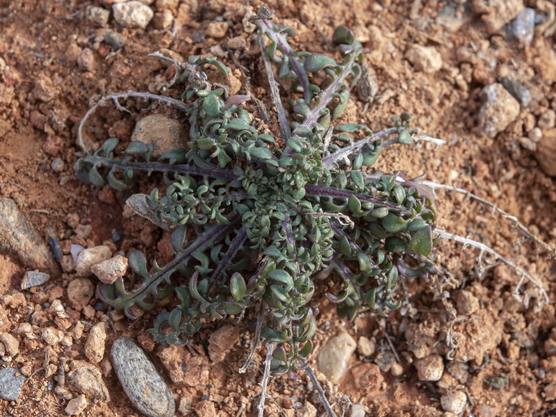 Centaurea ornata.42