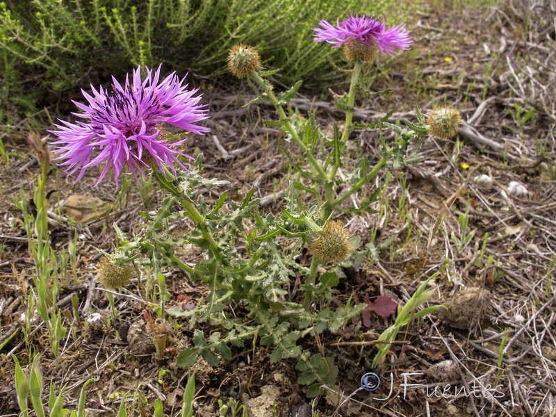 Centaurea polyacantha.02