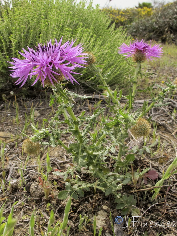 Centaurea polyacantha.03