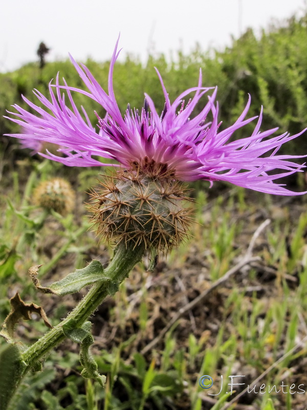 Centaurea polyacantha.05