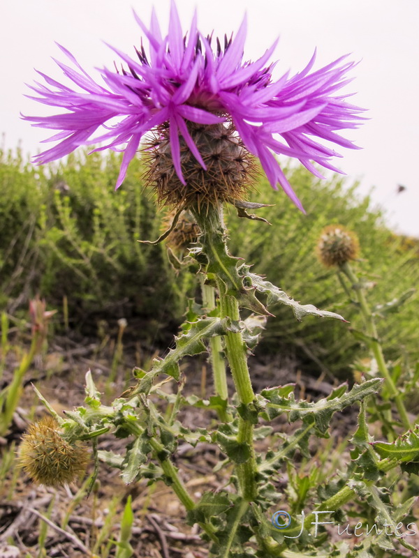 Centaurea polyacantha.06