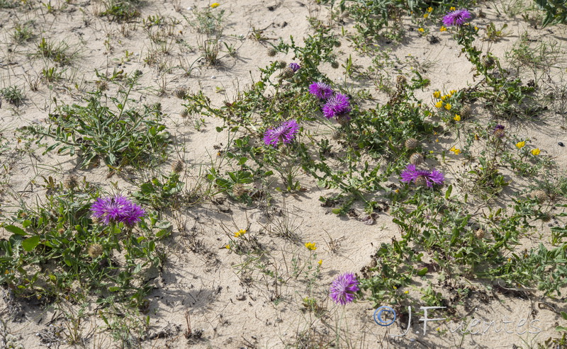 Centaurea polyacantha.01