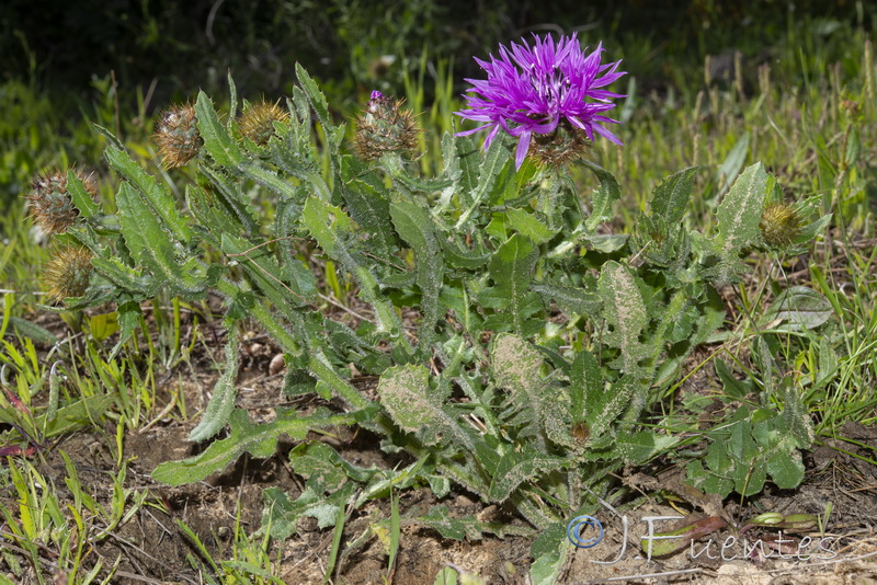 Centaurea polyacantha.09