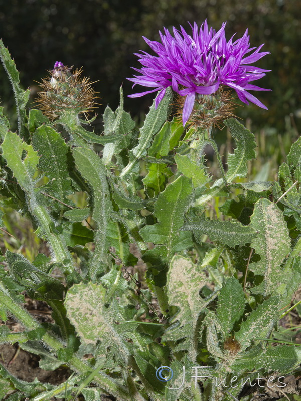 Centaurea polyacantha.10