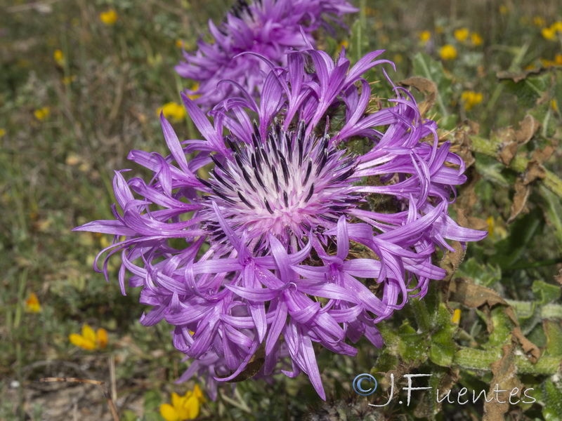 Centaurea polyacantha.11