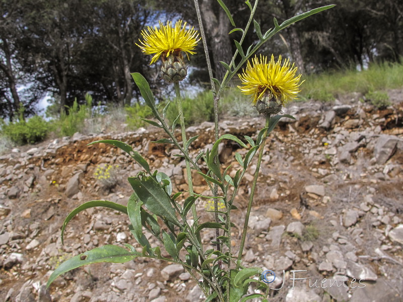 Centaurea prolongi.05