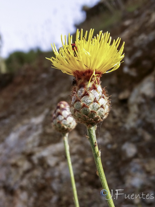 Centaurea prolongi.08