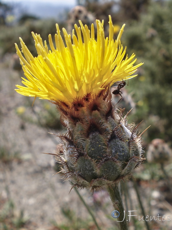 Centaurea prolongi.09