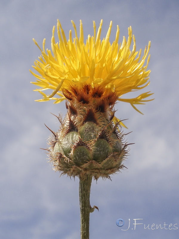 Centaurea prolongi.14