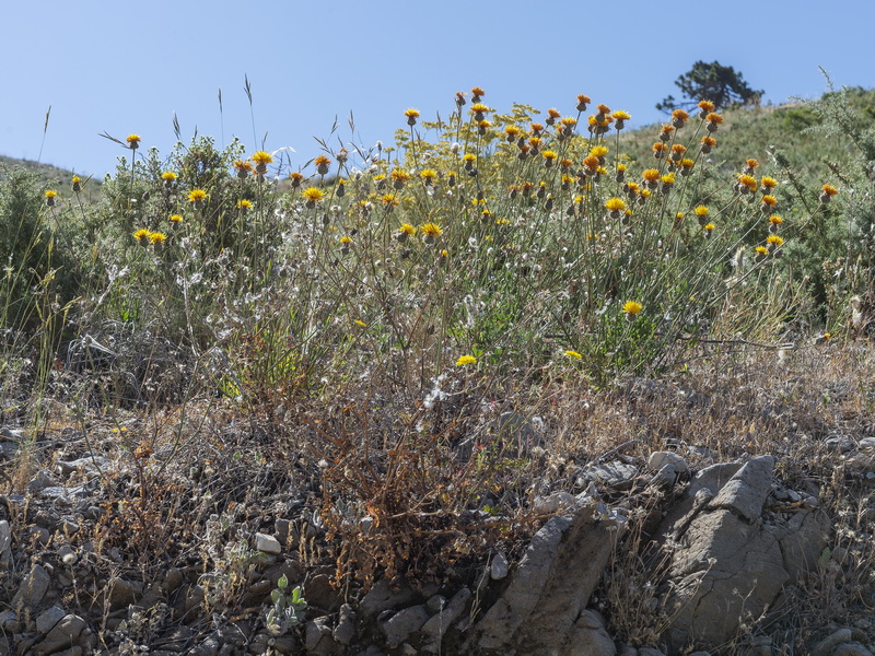 Centaurea prolongi.18