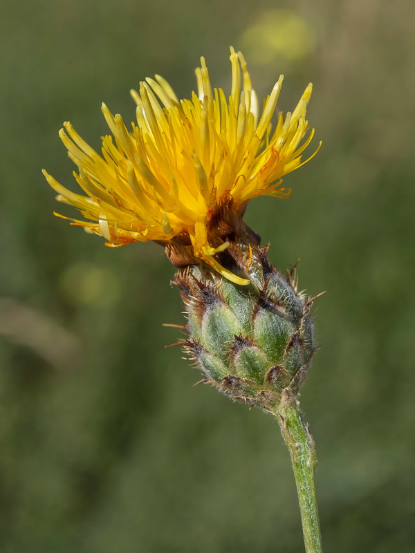 Centaurea prolongi.19