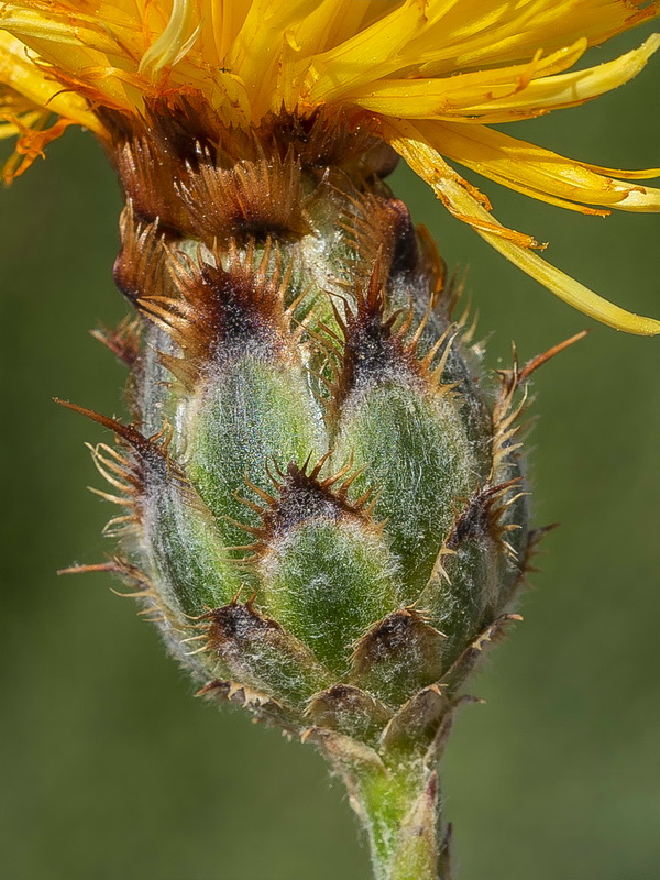 Centaurea prolongi.22