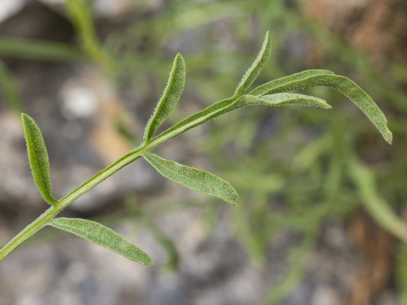 Centaurea prolongi.25