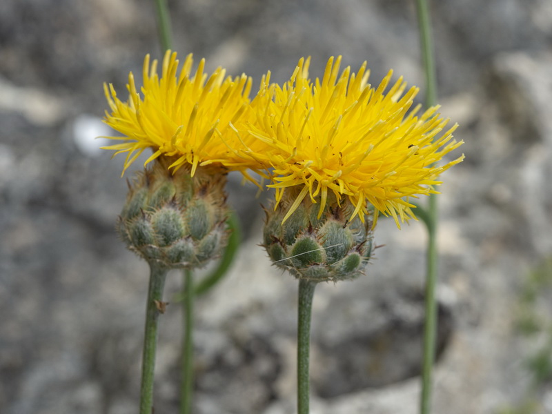 Centaurea prolongi.28