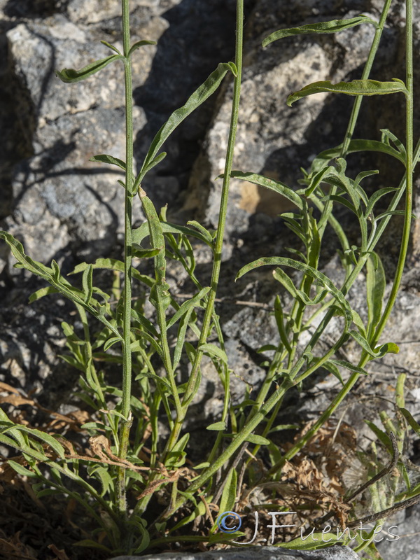 Centaurea prolongi.32