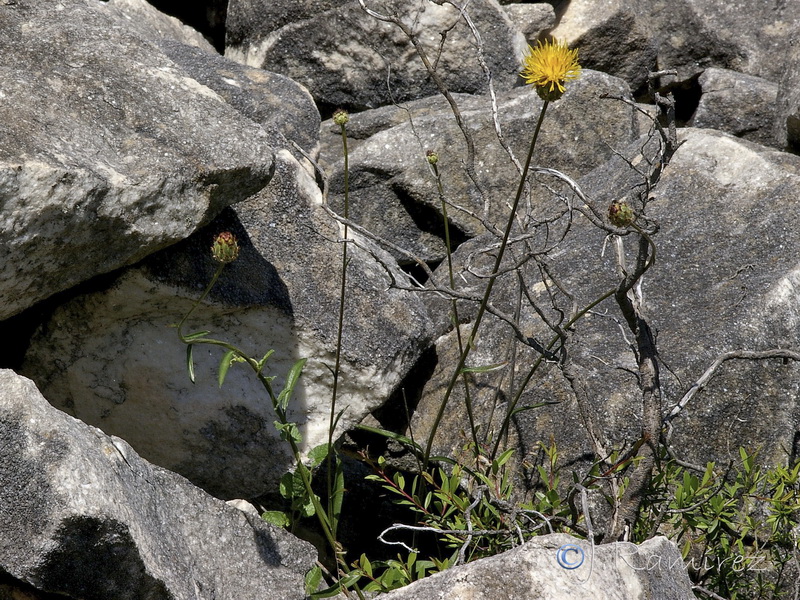 Centaurea prolongi.01