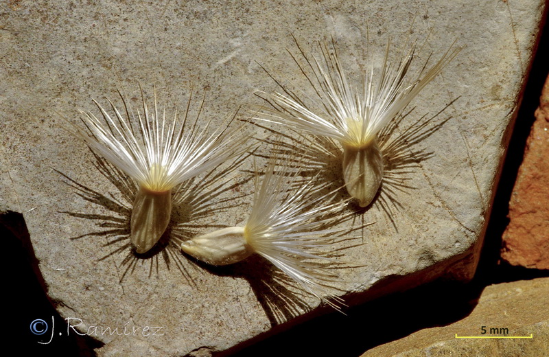 Centaurea prolongi.38