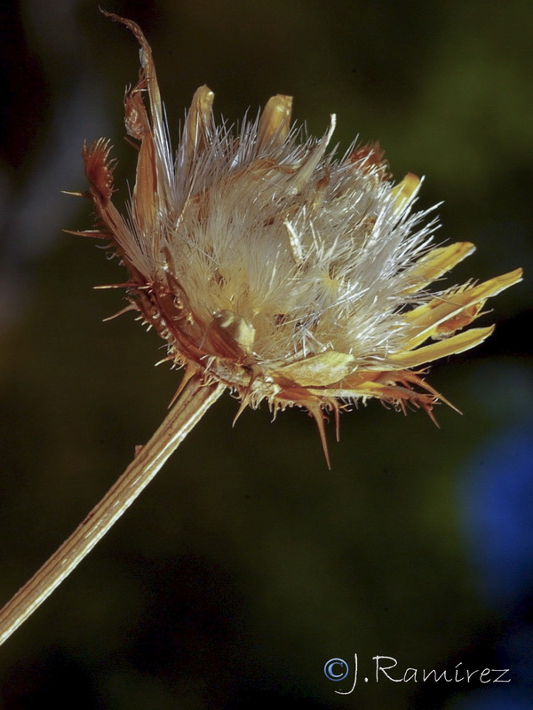 Centaurea prolongi.40