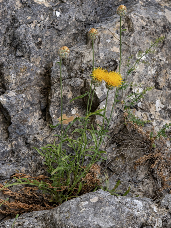 Centaurea prolongi.18