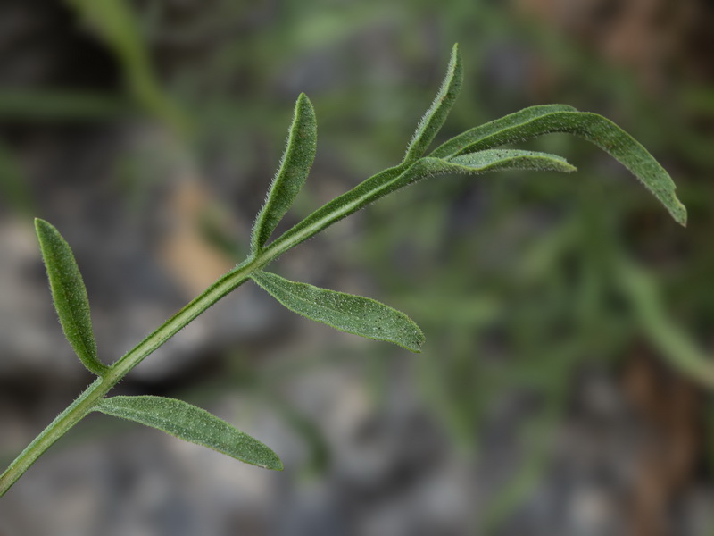 Centaurea prolongi.25