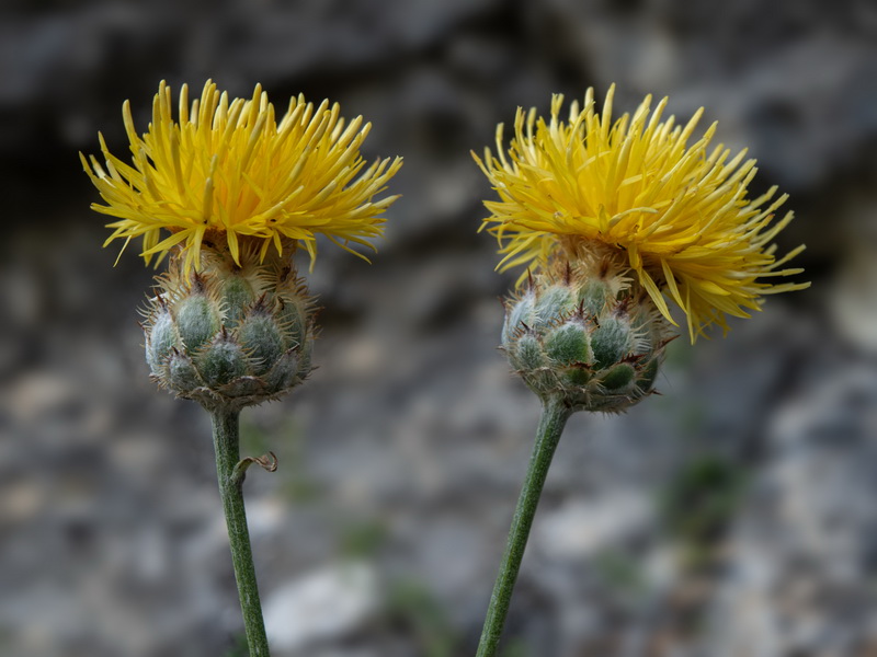 Centaurea prolongi.28