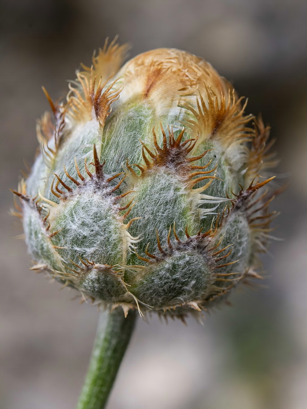 Centaurea prolongi.48