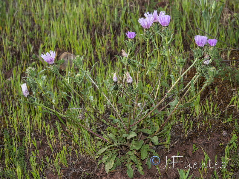 Centaurea pullata baetica.01