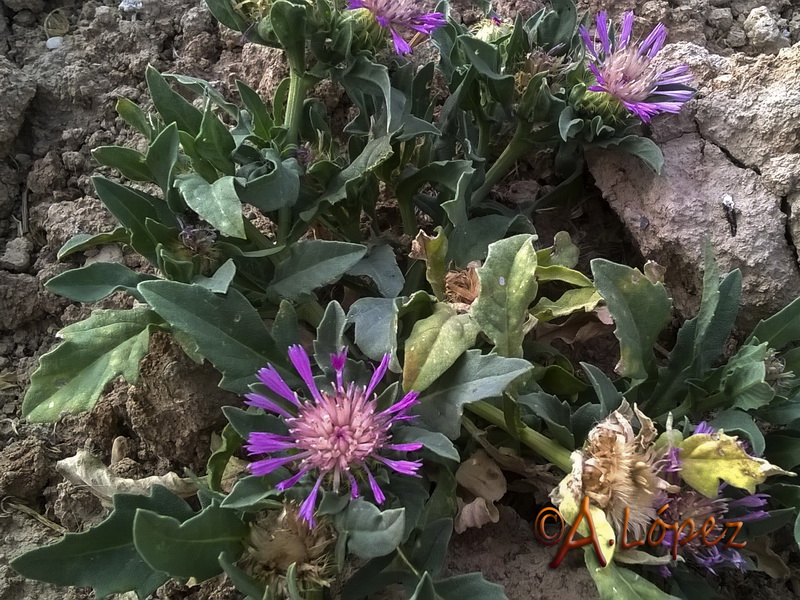 Centaurea pullata baetica.02