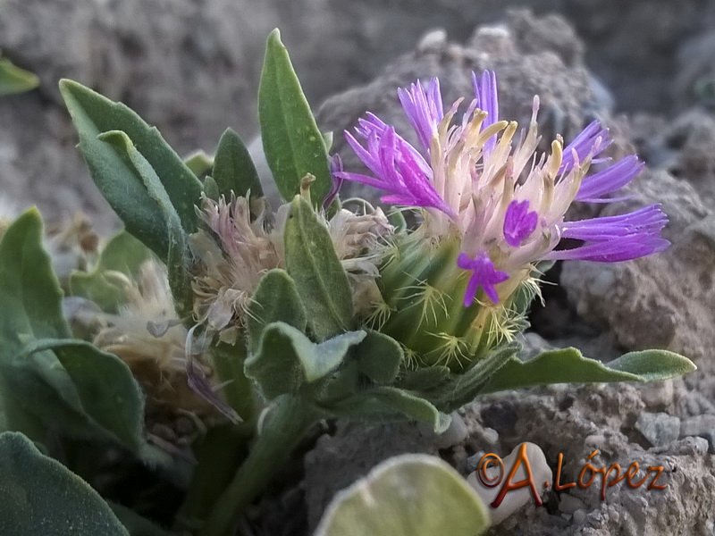 Centaurea pullata baetica.04