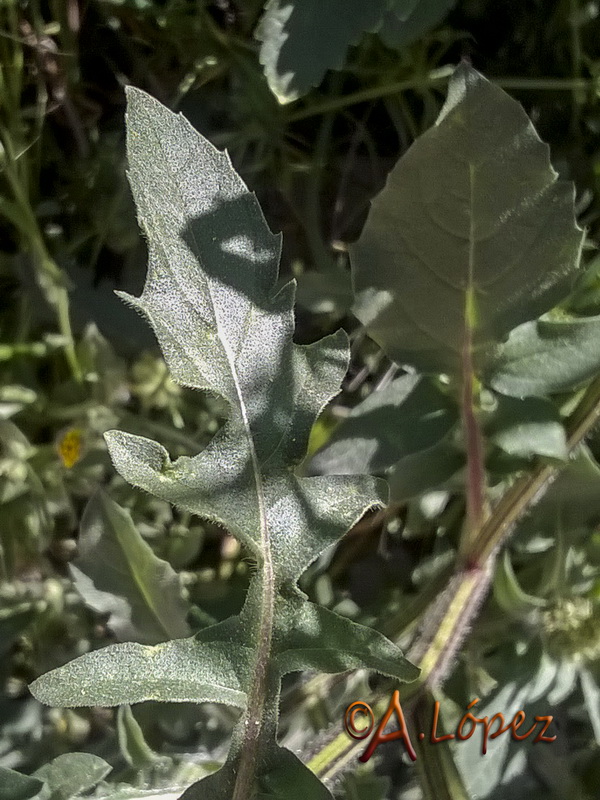 Centaurea pullata baetica.05