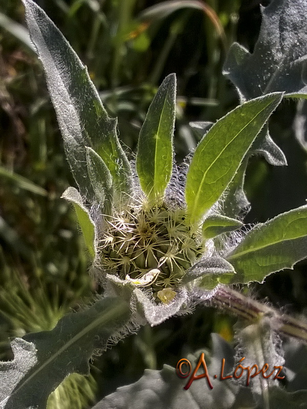 Centaurea pullata baetica.07