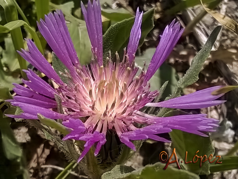 Centaurea pullata baetica.10