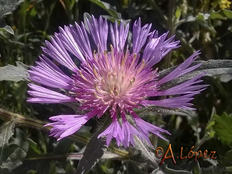 Centaurea pullata baetica.12