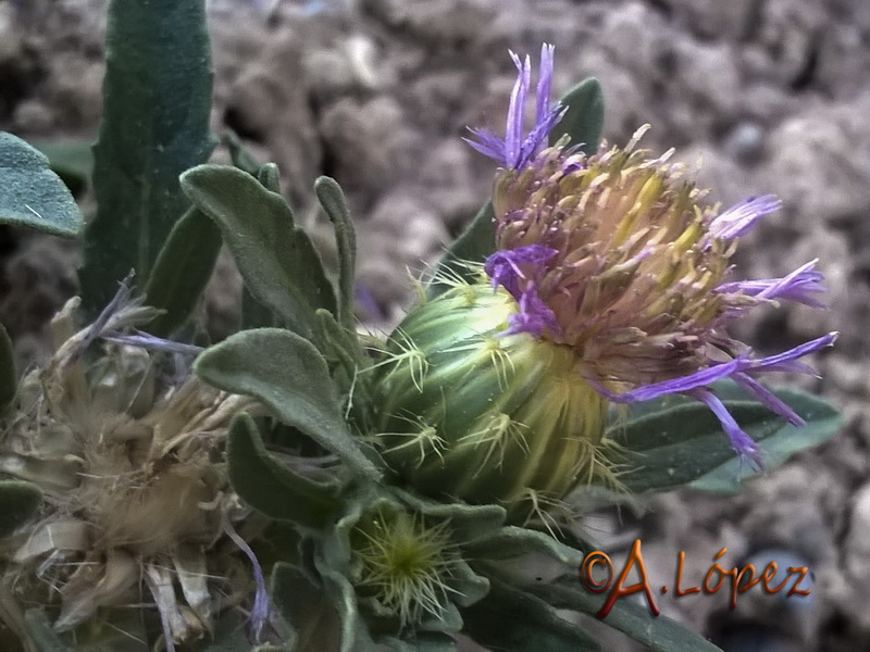 Centaurea pullata baetica.13