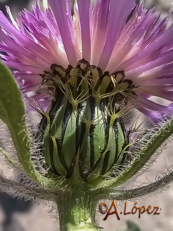 Centaurea pullata baetica.15