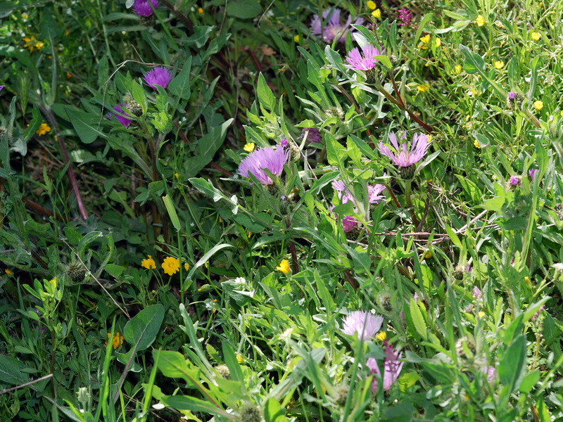 Centaurea pullata pullata.02