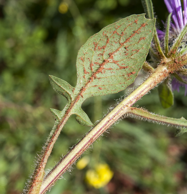 Centaurea pullata pullata.05